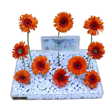 GERBERA MONEY 509
